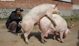 母猪交配视频,繁殖奥秘一窥究竟